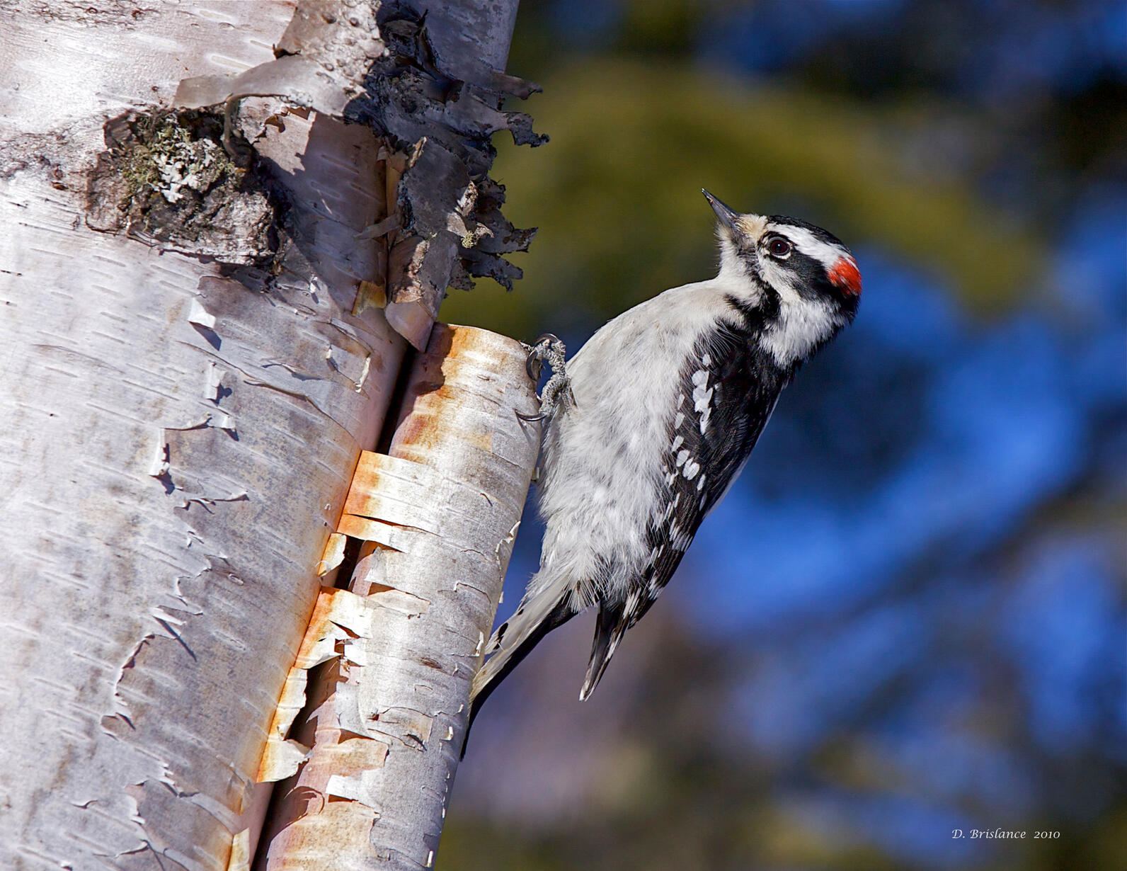 Downy Woodpecker on white birch.