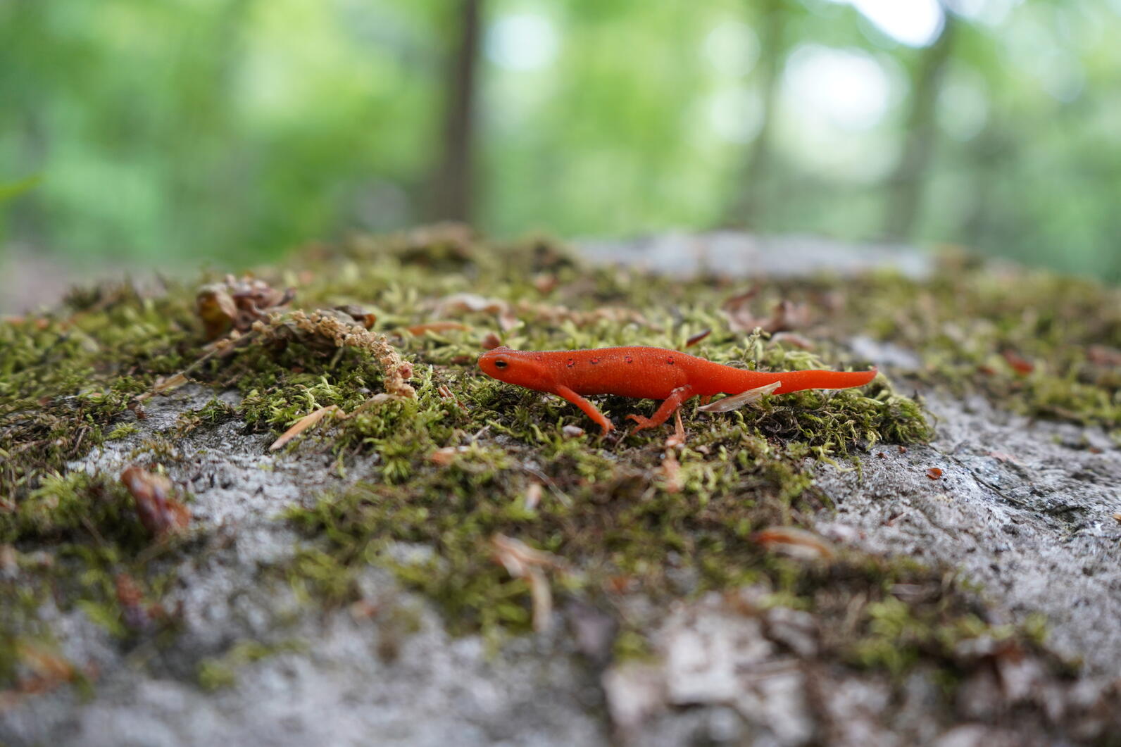 birdathon eft