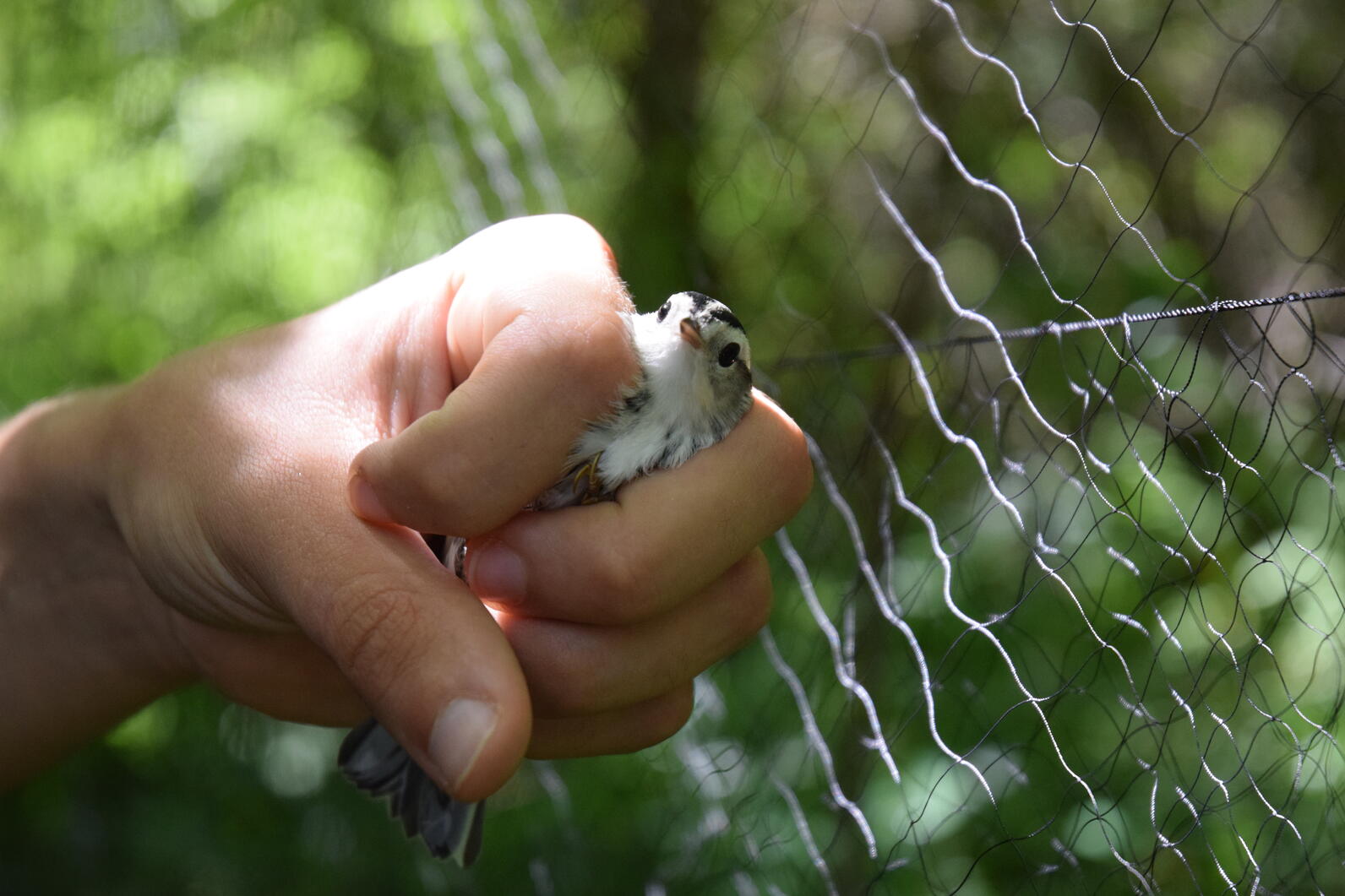 A Black-and-white Warbler is held in a hand next to a fine mesh net.