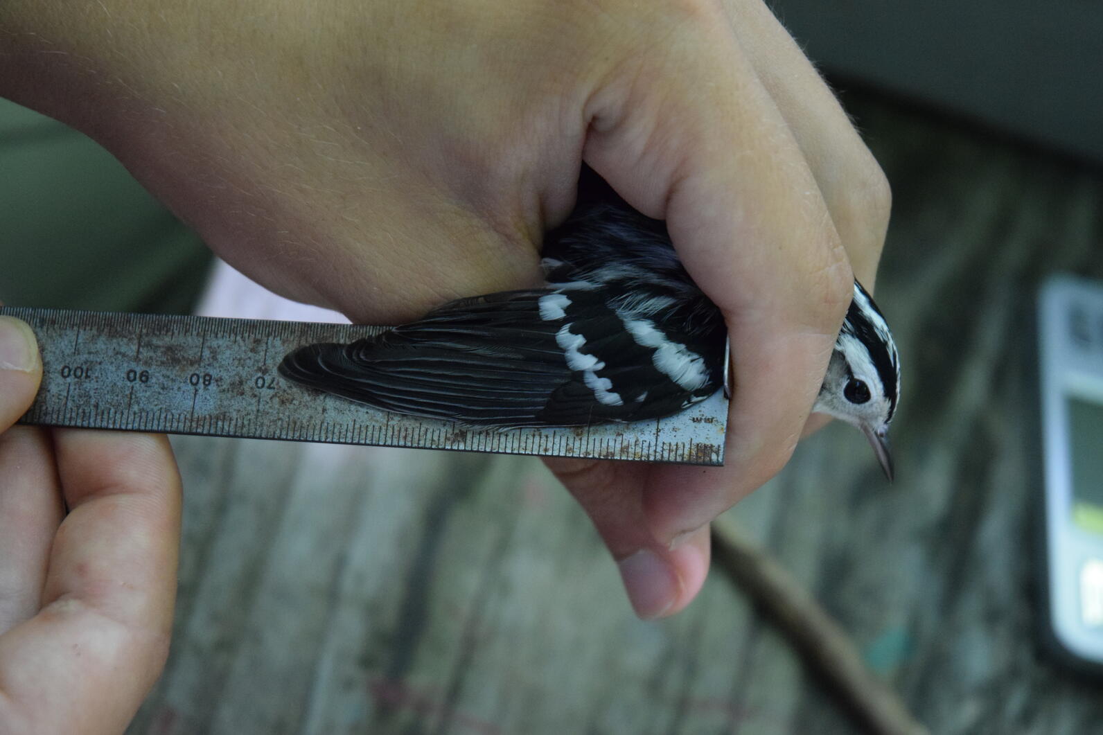 A Black-and-White Warbler has her wing measured - the wing is gently extended against a metal ruler. 