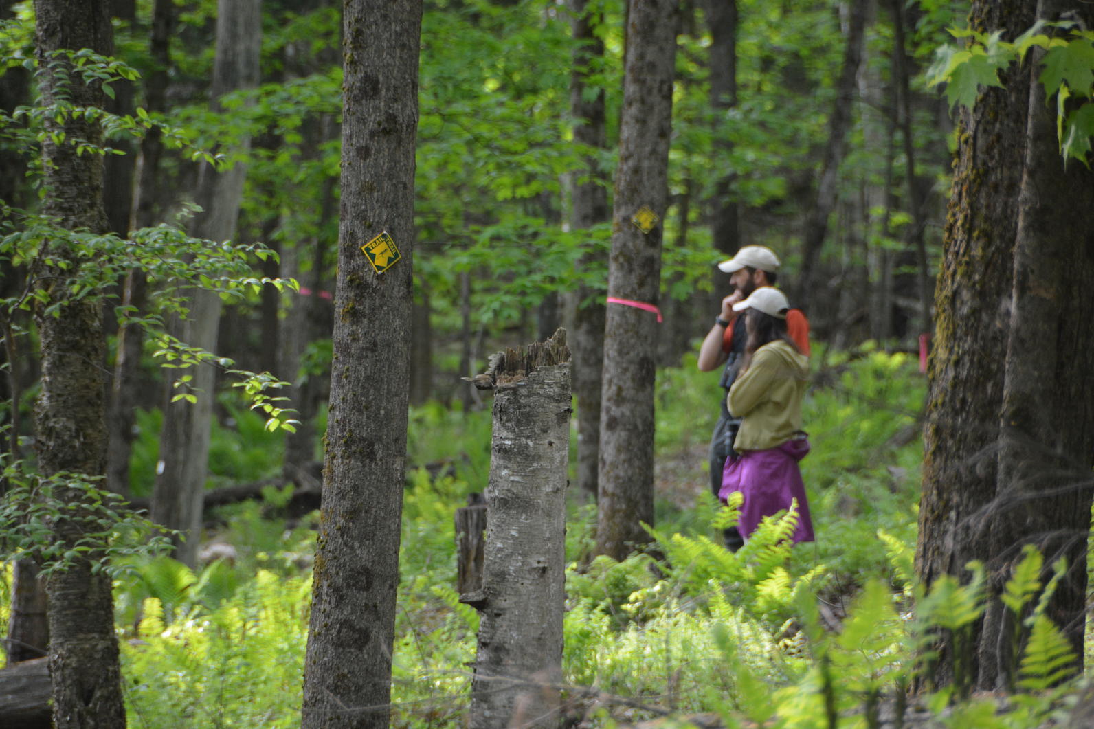 Audubon_Vermont_timber_harvest Audubon_Vermont_timber_harvest