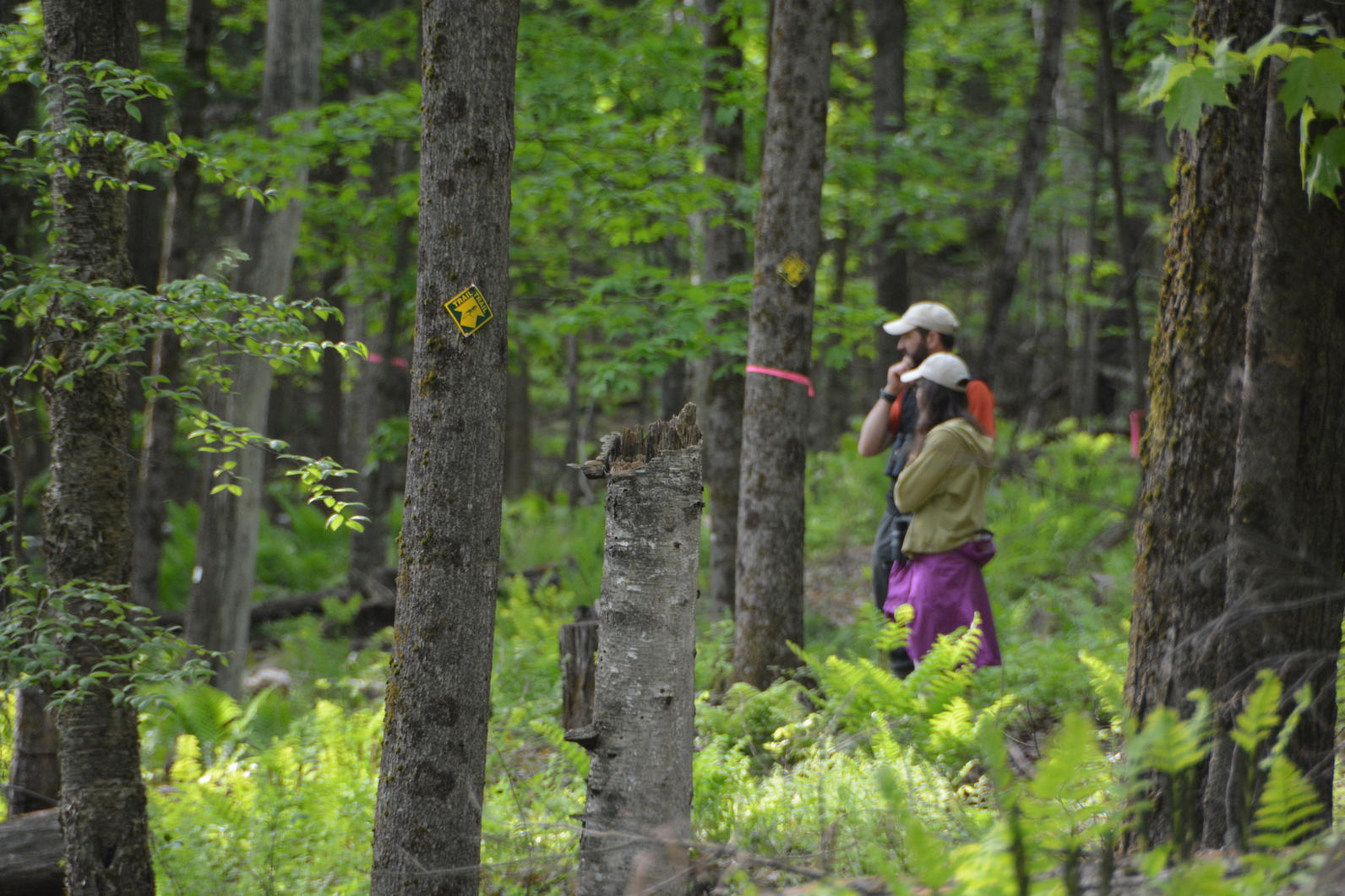 Audubon_Vermont_timber_harvest