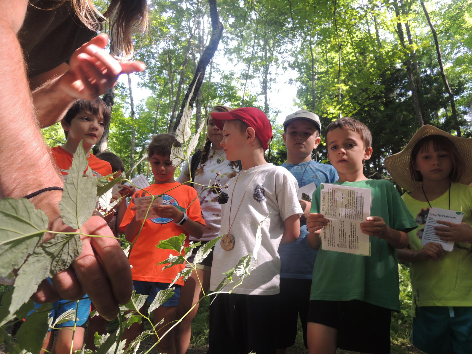 Learning about wild edibles