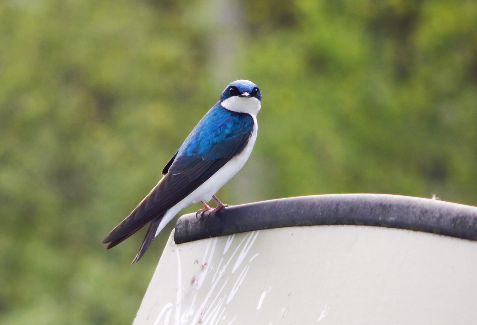A Tree Swallow perched on top of an outdoor display sign, looking directly at the camera. 