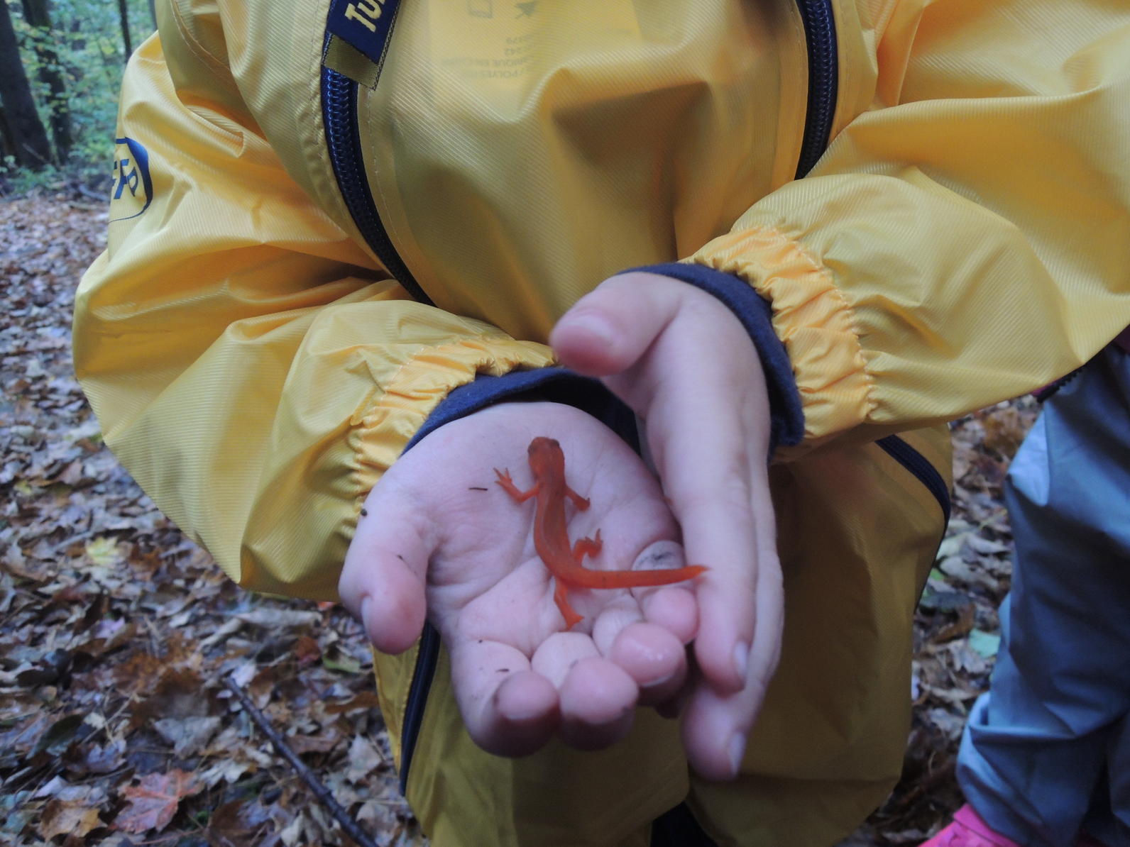 Red Eft