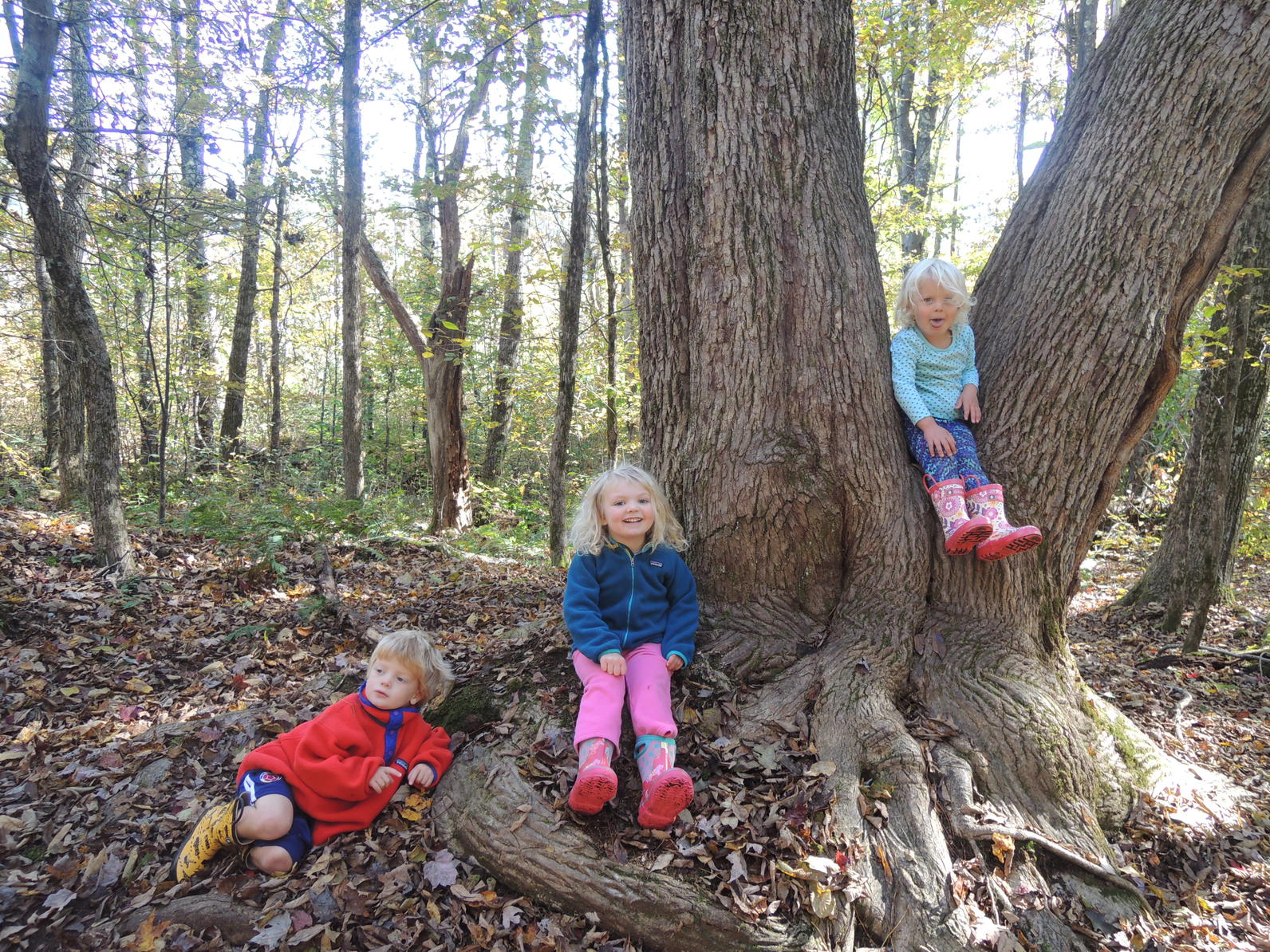 Tree at Mossy Rocks