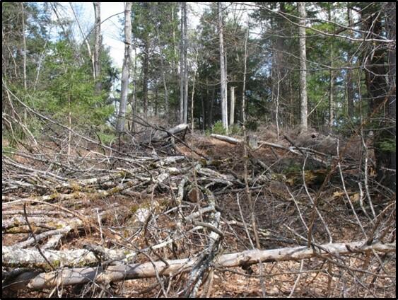 Tree branches and logs lying on forest floor