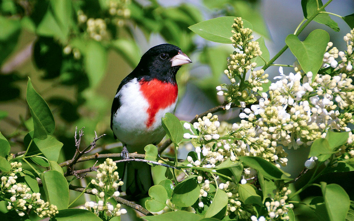 A male Rose-breasted Grosbeak in a lilac bush. 