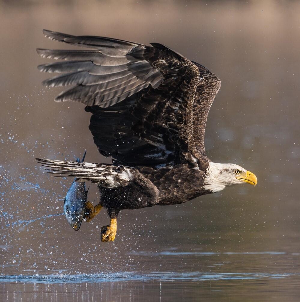 Bald Eagle carrying a fish across water