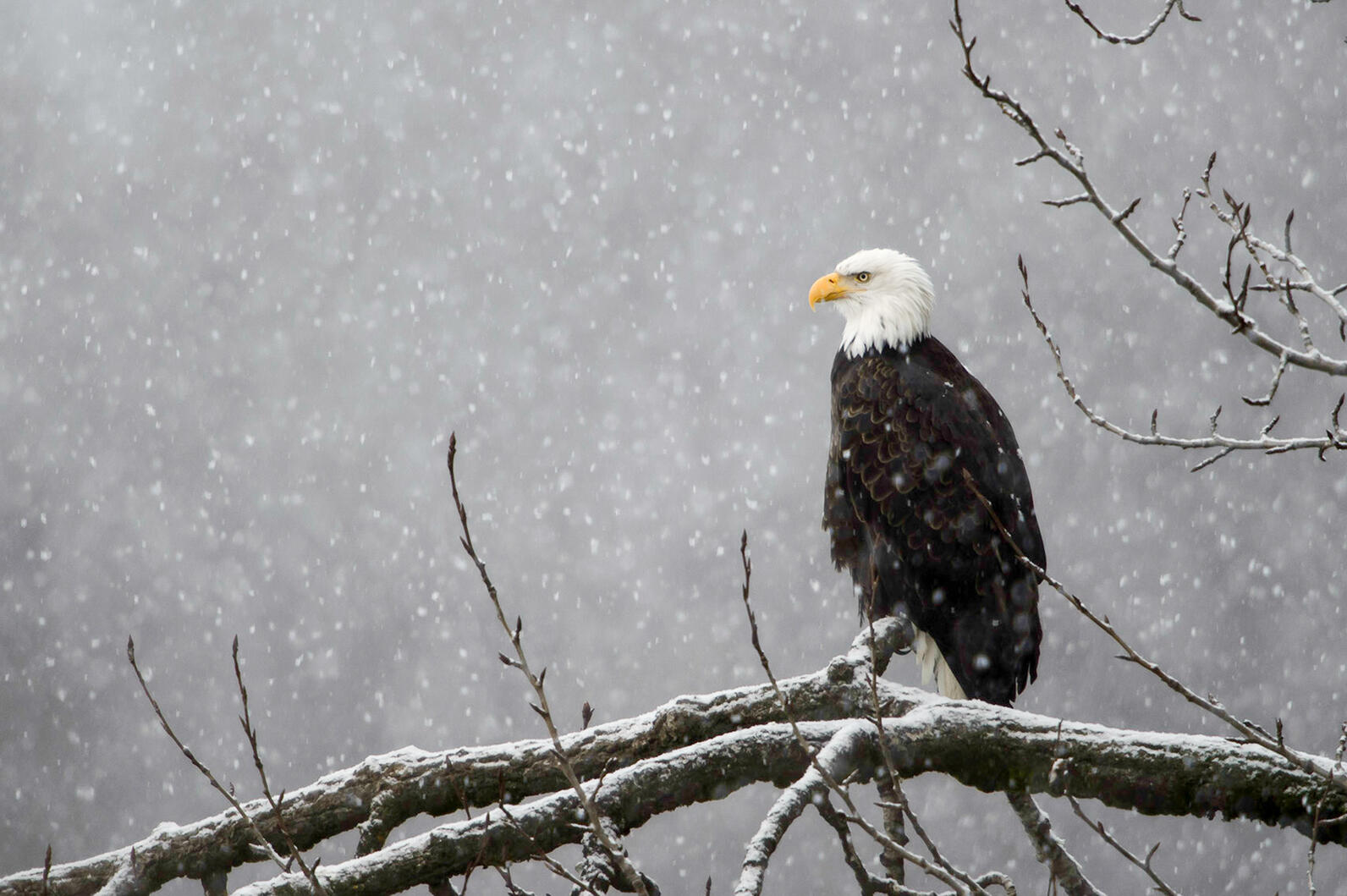 Bald eagle perched on branch