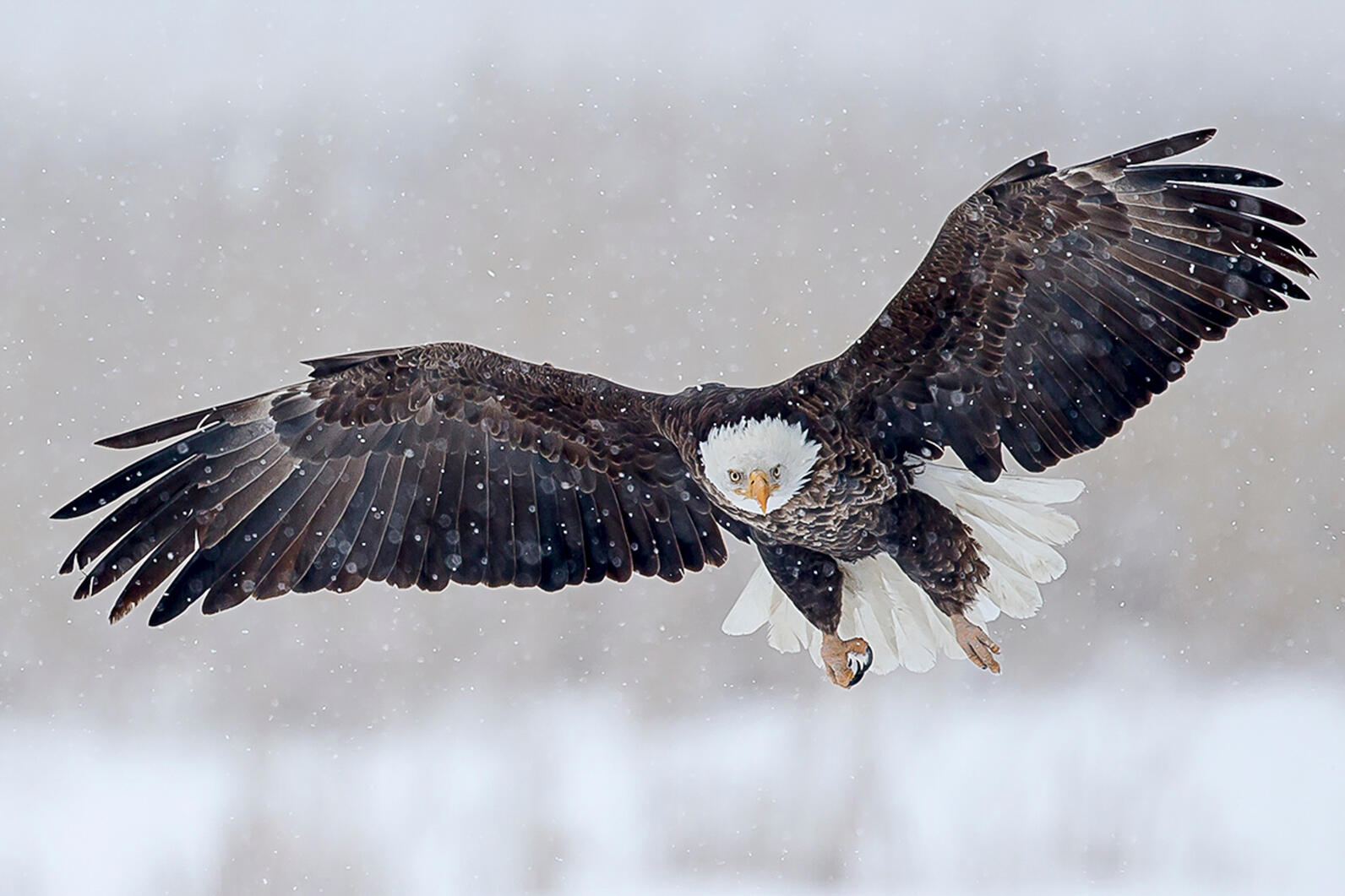 Bald eagle in flight