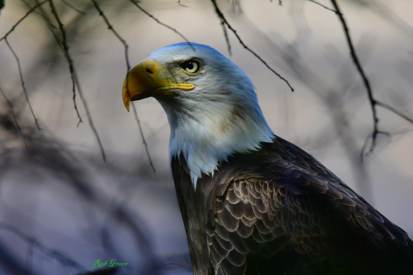 Bald Eagle adult.