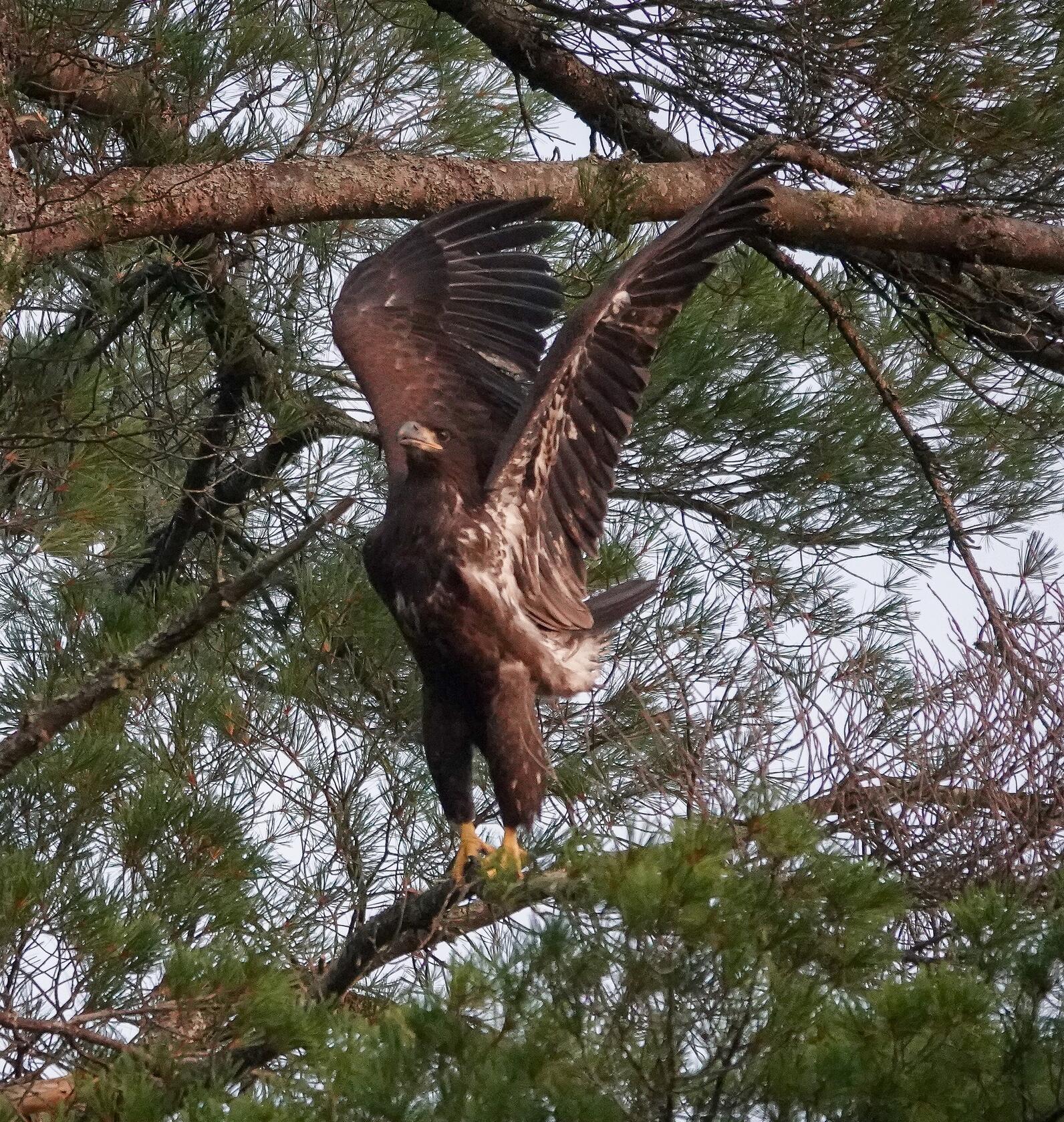 A juvenile eagle pushes off for flight.