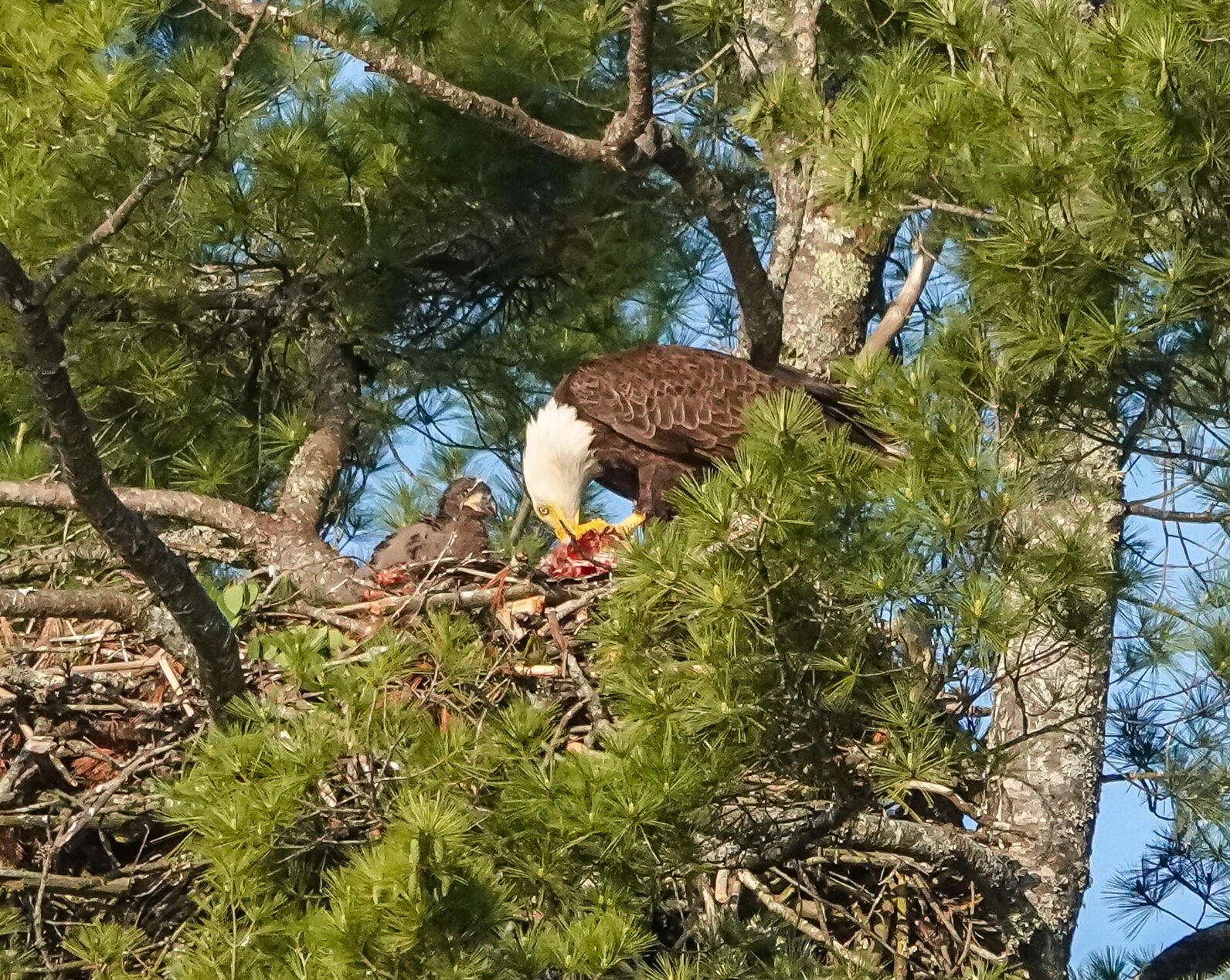 Bald Eagle adult feeding chicks.
