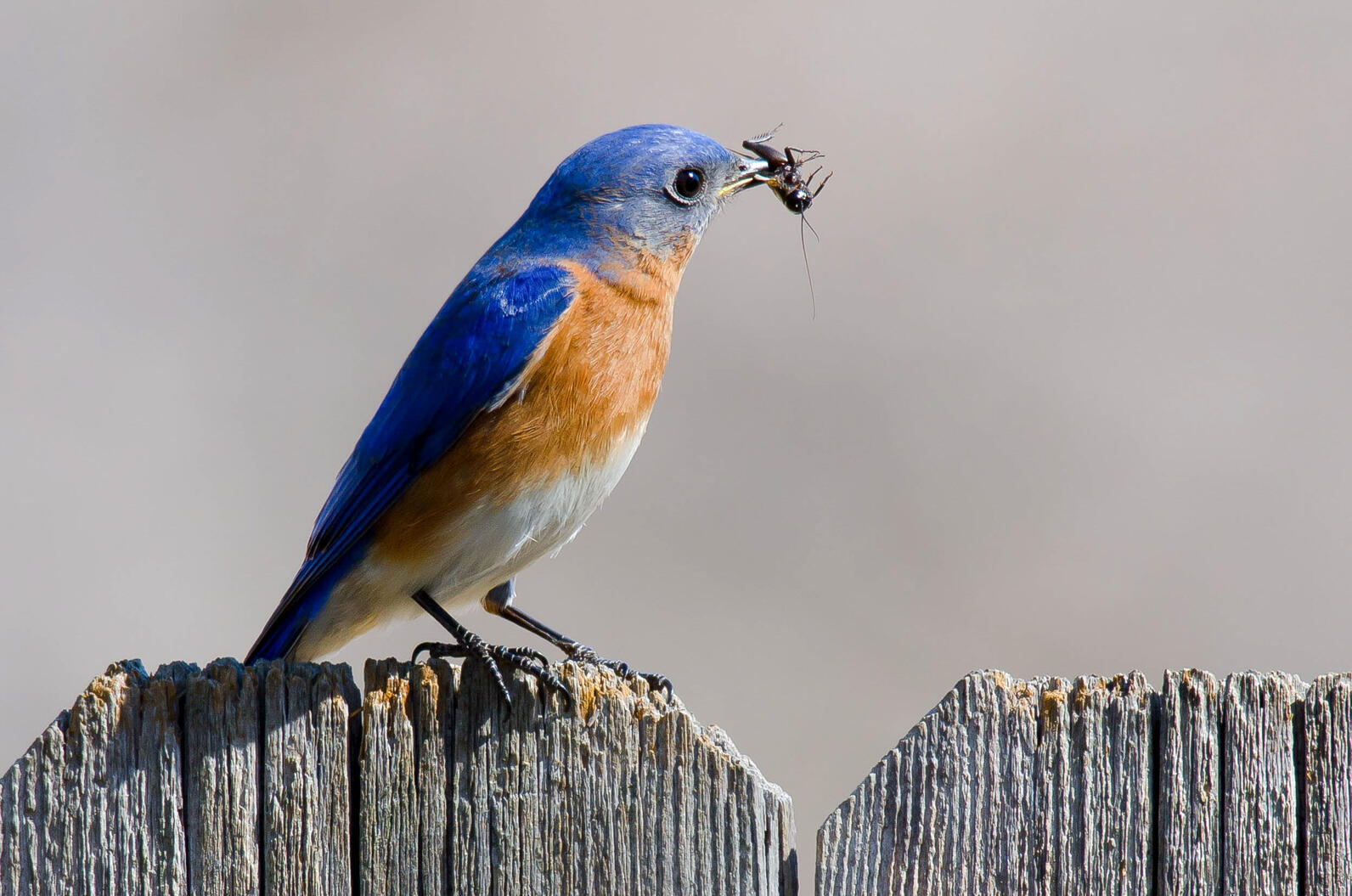 A make eastern bluebird perches on a fence and holds an insect in his beak