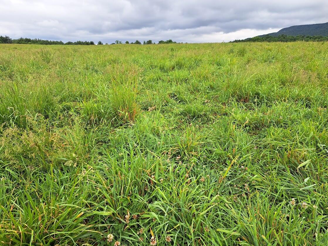 grazing pasture with green grass recently eaten