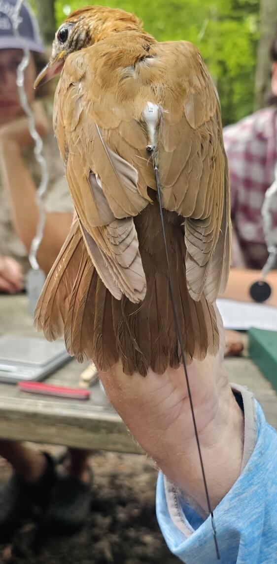 A photo of a Wood Thrush being held in front of the camera by a bird bander. The birds back is facing the camera and you can see that a tiny transmitter has been fitted on its back.