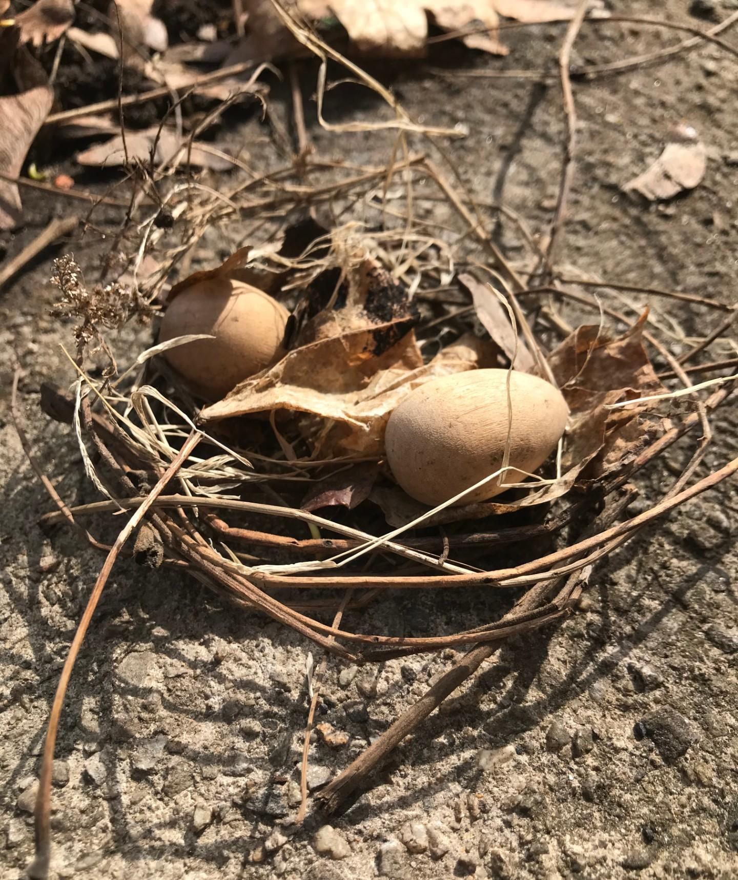 Bird Nests - Types, Material, & How You Can Help - Buffalo Bill