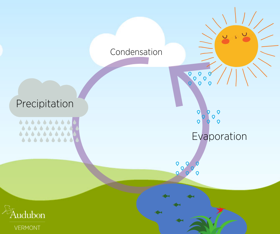 evaporation water cycle for kids