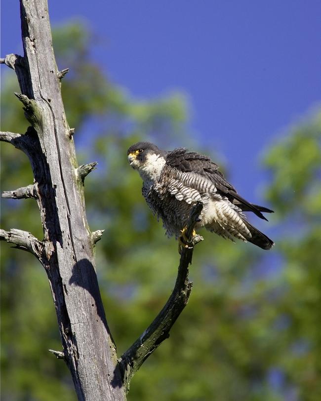 Peregrine Falcon Vermont