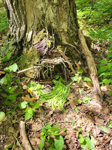 A small house for fairies at the base of a tree. The fairy house, held up by sticks and twigs, supports a mossy bark roof. 