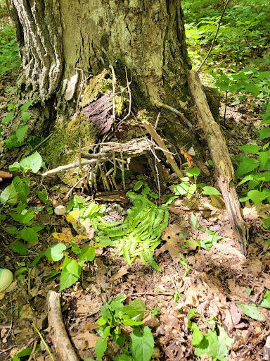 A small house for fairies at the base of a tree. The fairy house, held up by sticks and twigs, supports a mossy bark roof. A small house for fairies at the base of a tree. The fairy house, held up by sticks and twigs, supports a mossy bark roof.