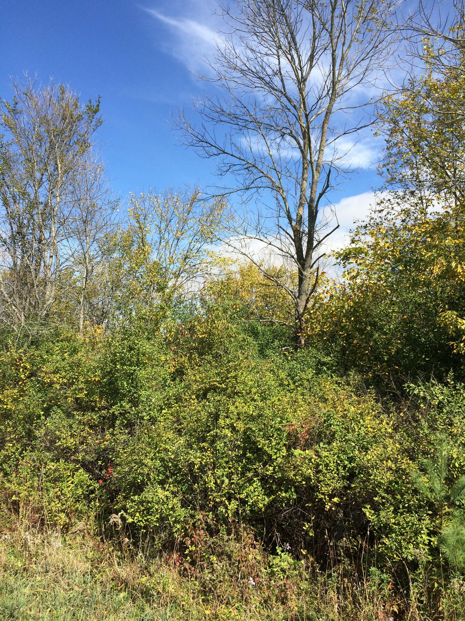 Shrubland habitat prior to management. 