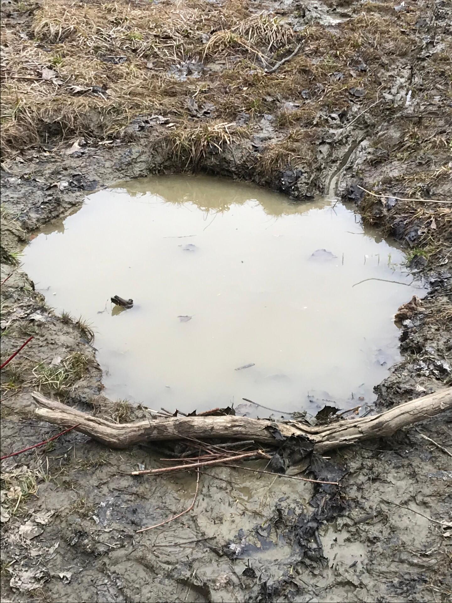 A muddy puddle holds water in place for two hours!