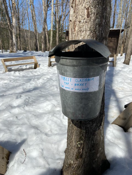forest classroom sap bucket forest classroom sap bucket