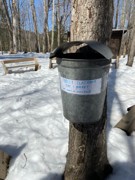 forest classroom sap bucket