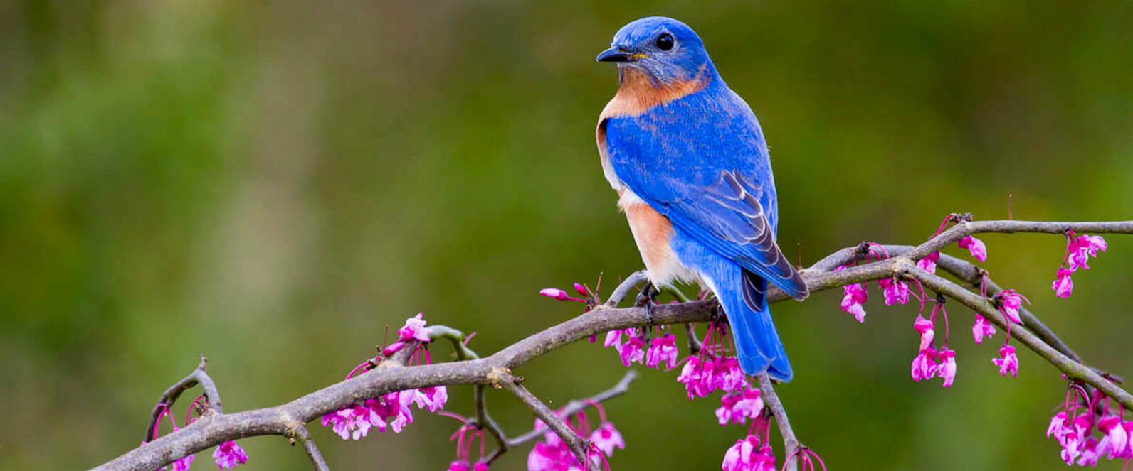 Eastern Bluebird with Eastern Redbud