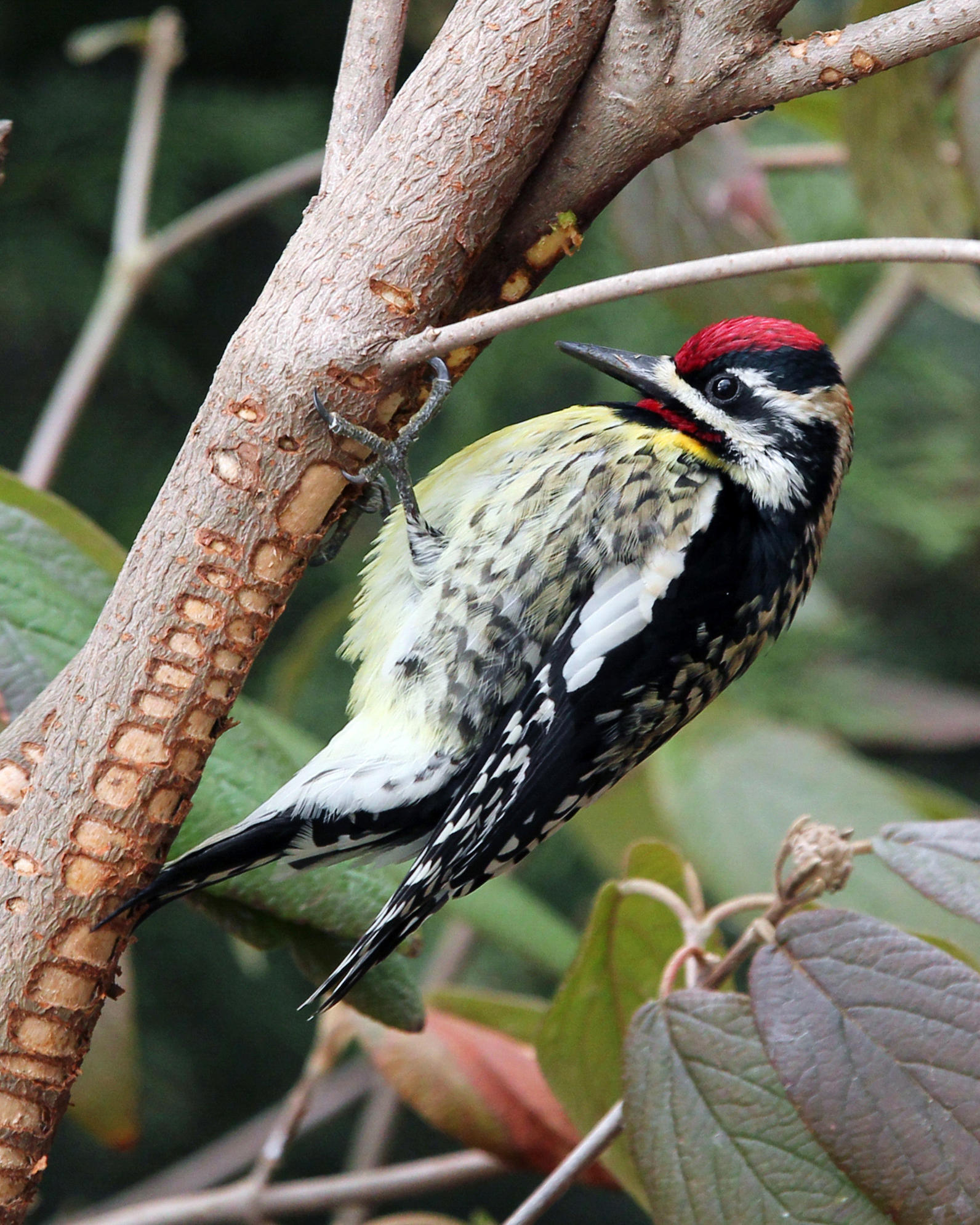 Yellow-bellied Sapsucker Yellow-bellied Sapsucker