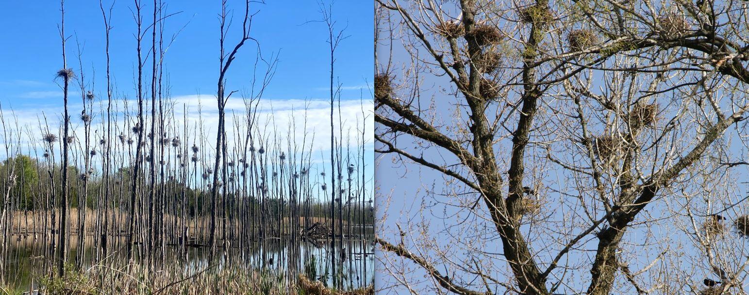 The photo on the left shows over twenty Great Blue Heron nests, built high up on snags rising from a wetland. The photo on the right shows about 15 crow nests built in the upper branches of the same large tree. 