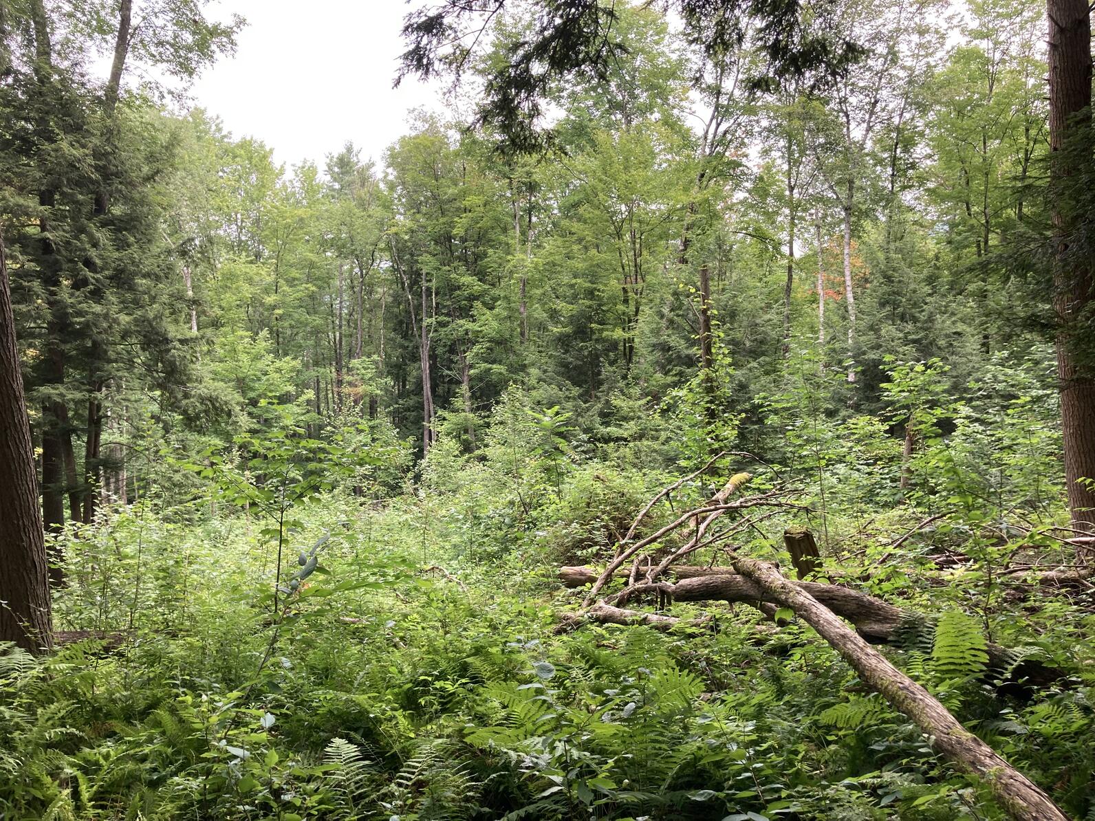 Young trees and shrubs growing in a forest opening