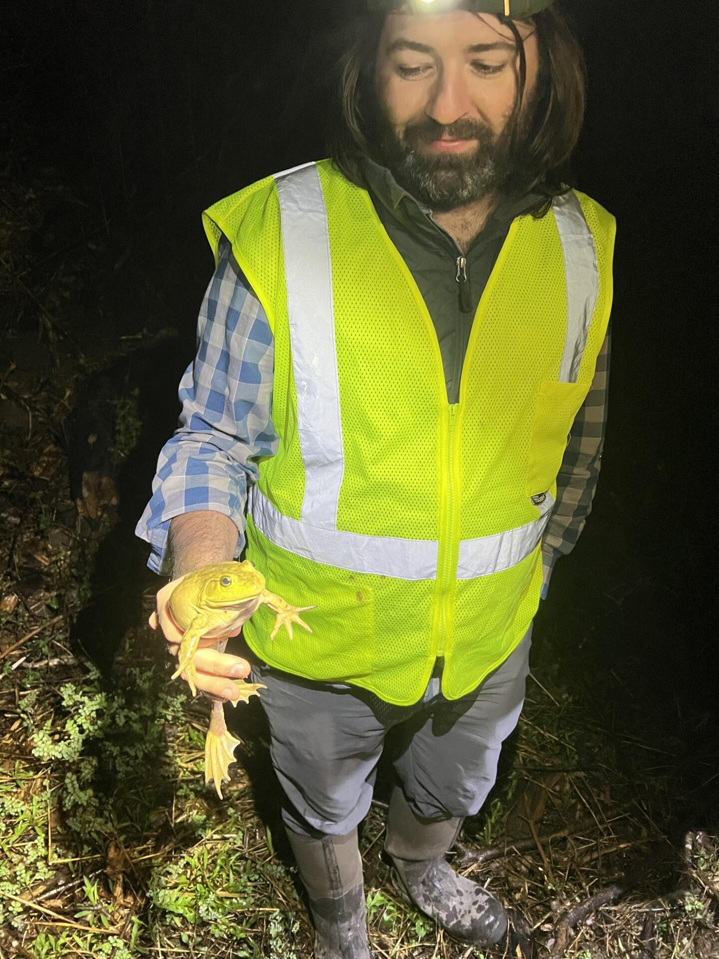 Matthew Gordon photographed at night wearing a reflective safety vest and a headlamp. He is holding a bullfrog.