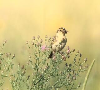 Grasshopper Sparrow in tall grass