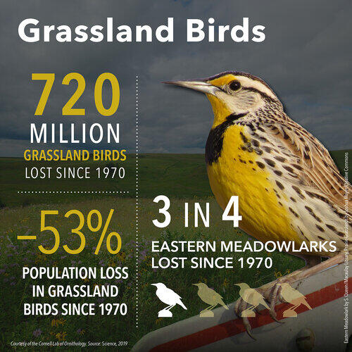 an infographic figure showing an eastern meadowlark and statistics on their population declines