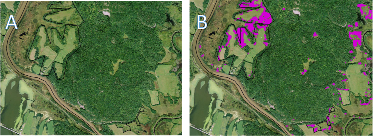 Golden-winged Warbler habitat