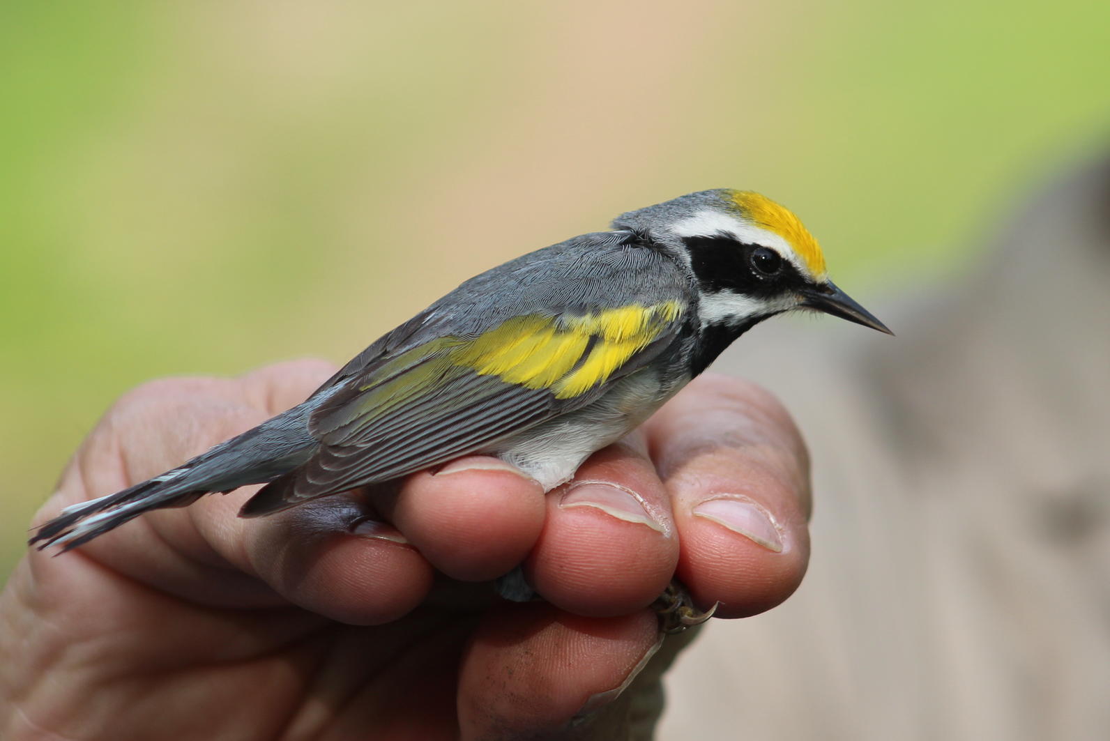 Golden-Winged Warbler Golden-Winged Warbler