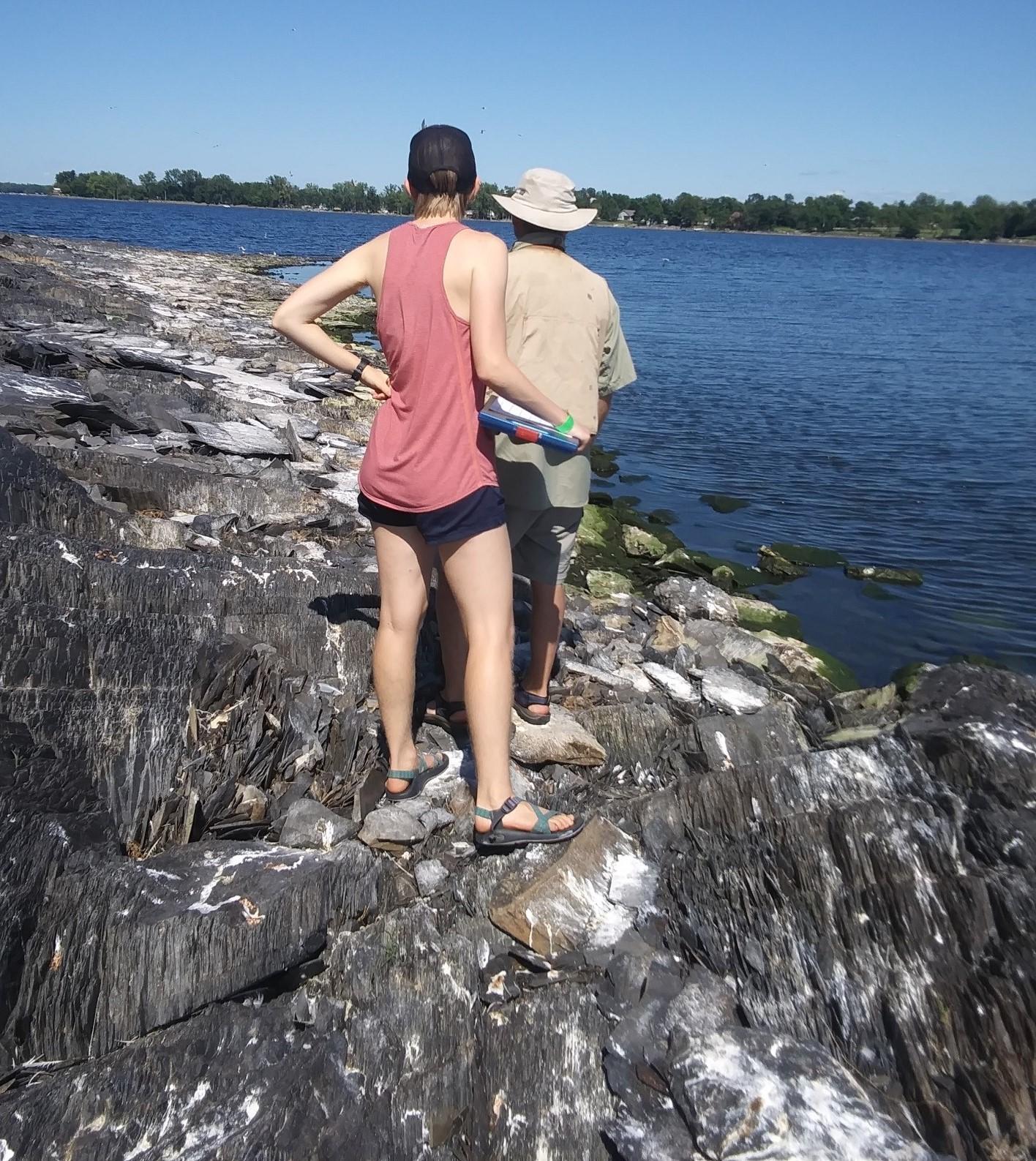 Common Tern monitoring