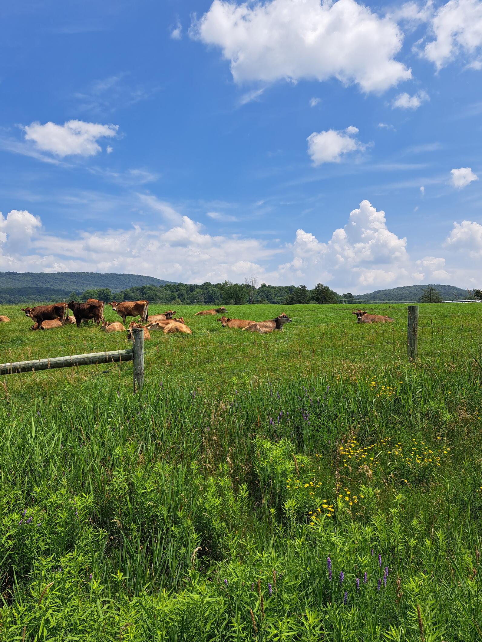 field of grazing dairy cows within a fence and surrounded by tall grasses and herbaceous plants