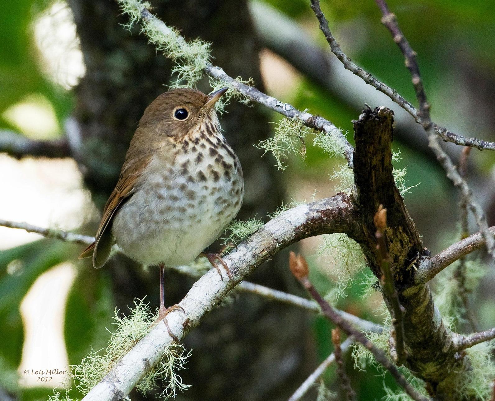 Hermit Thrush Hermit Thrush