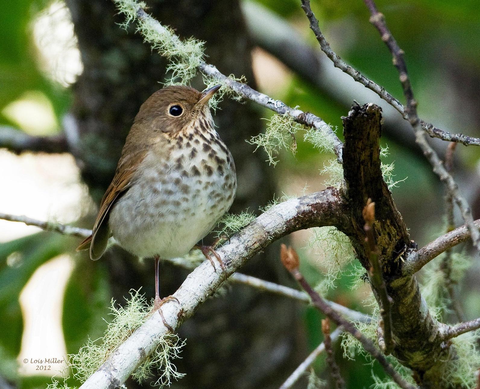 Hermit Thrush