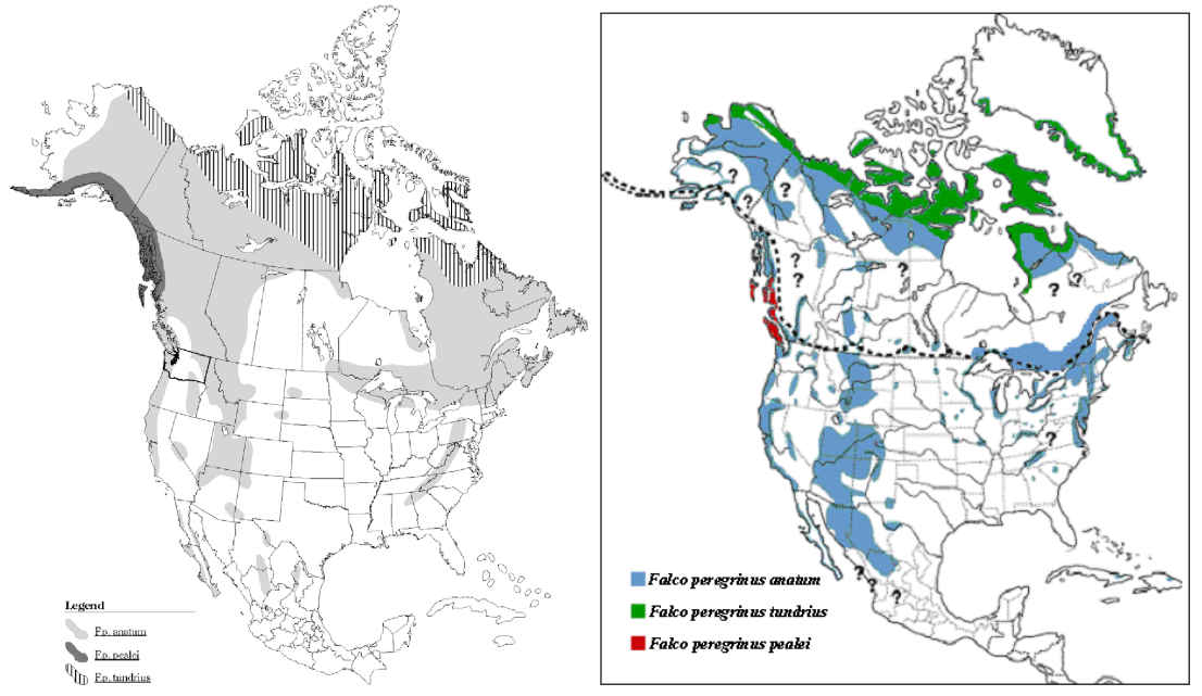 maps of US and Canada showing the breeding ranges of peregrine falcon subspecies