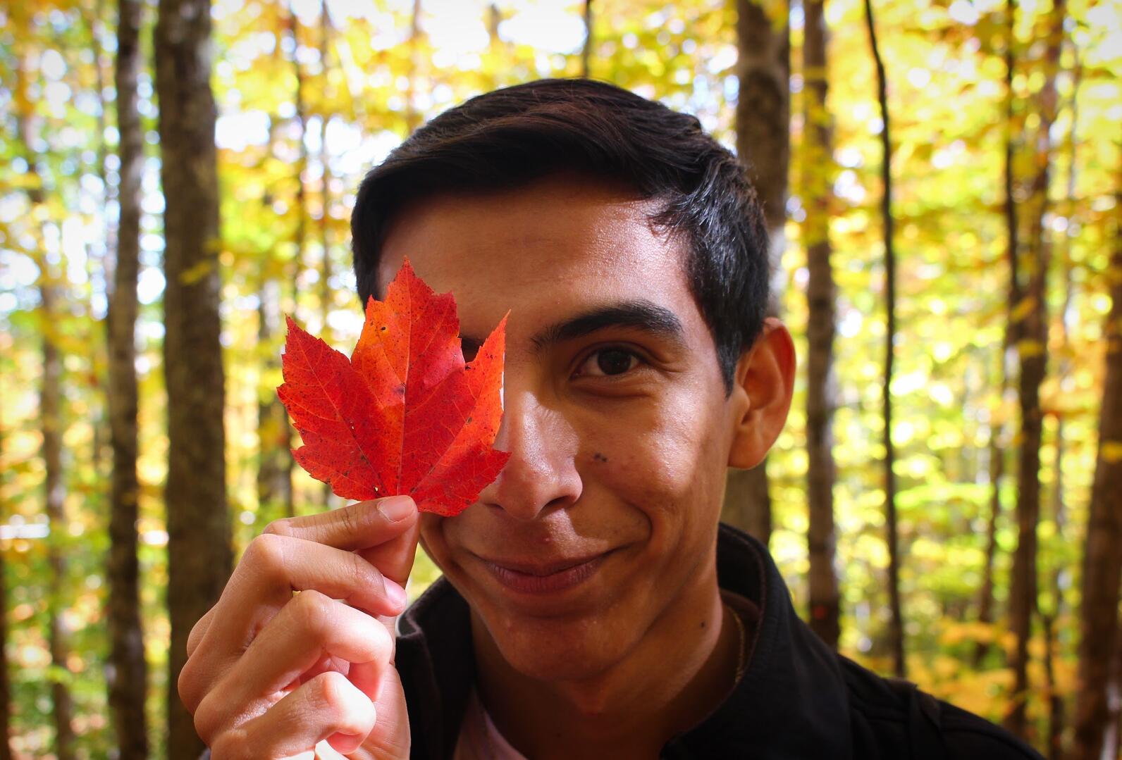 red maple leaf red maple leaf