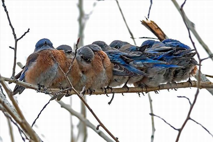 Bluebird huddle