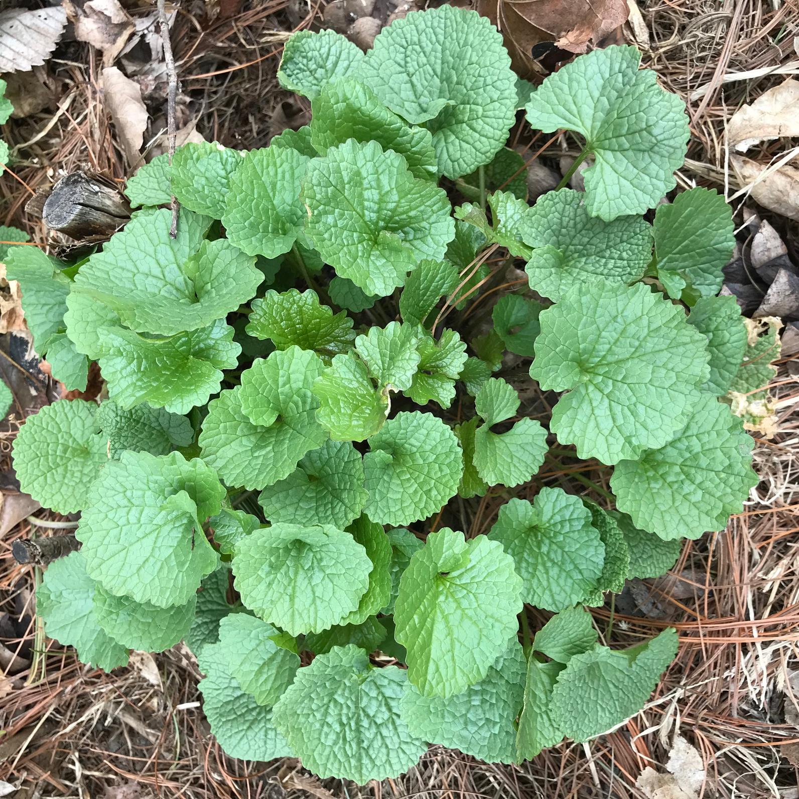 garlic_mustard