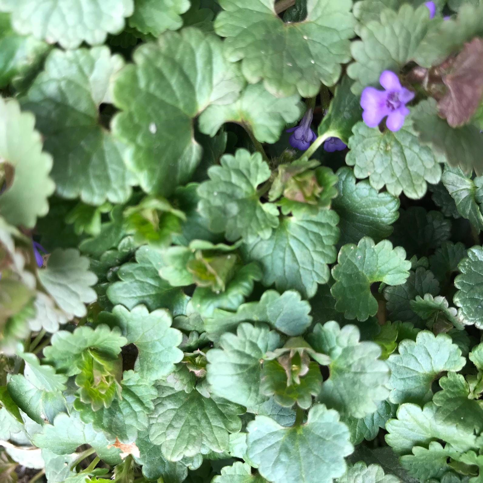 ground ivy