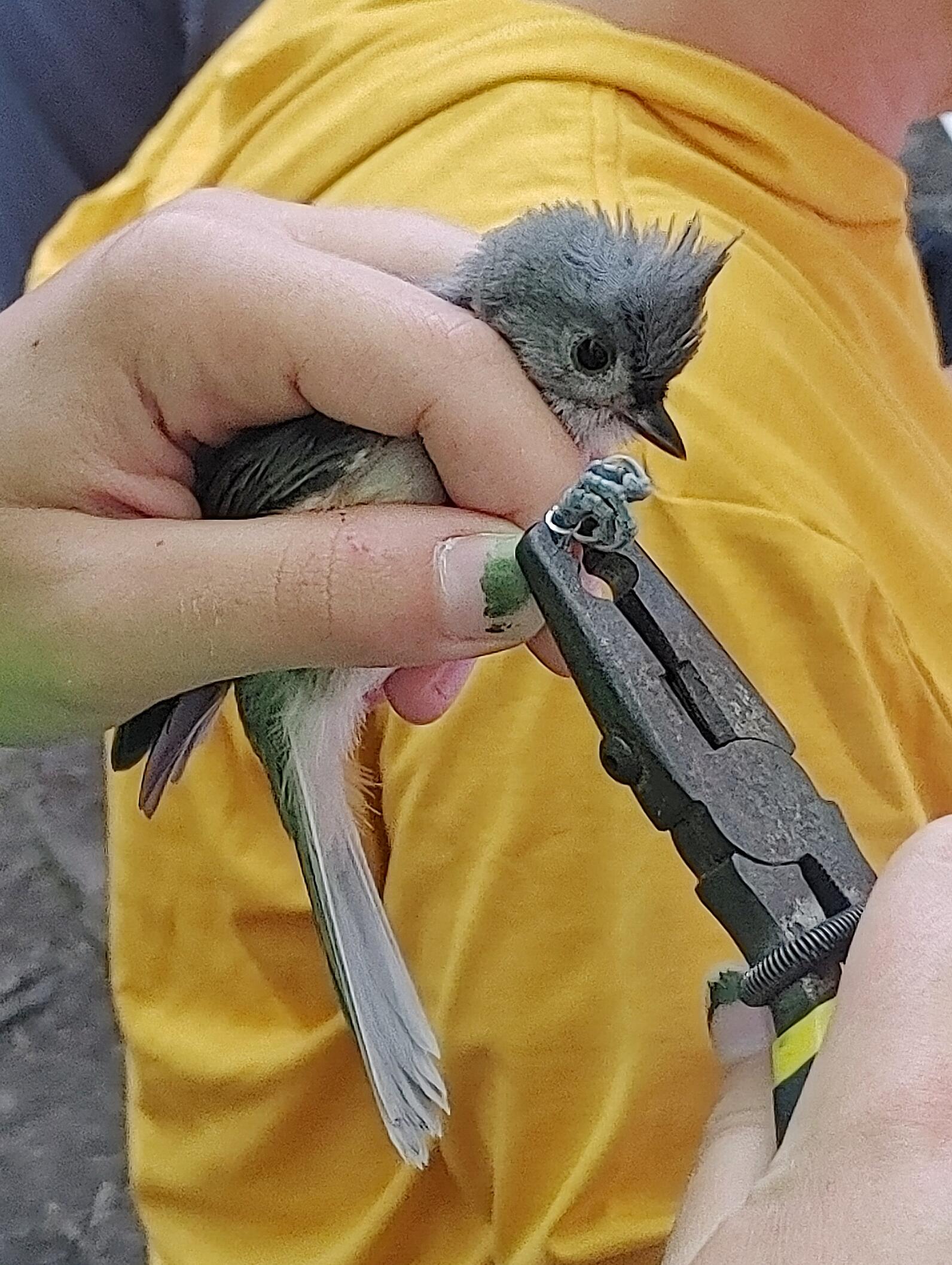 A young Tufted Titmouse receives its band - the bird is held gently while plier place the banc.