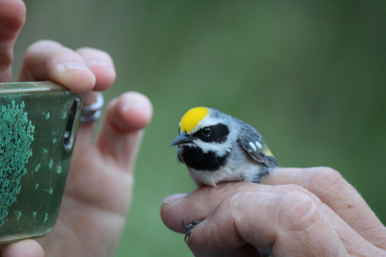 Golden-winged Warbler Geotagging